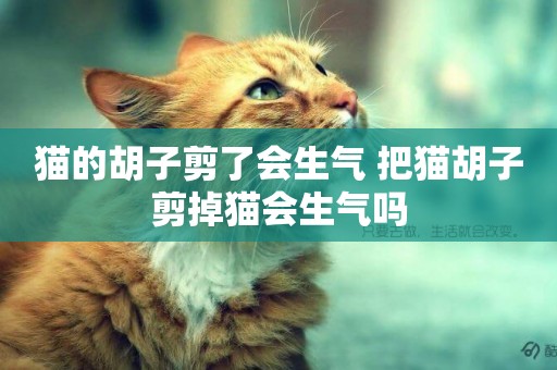 貓的胡子剪了會生氣 把貓胡子剪掉貓會生氣嗎
