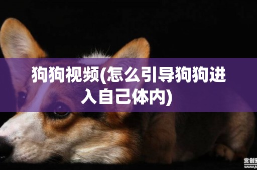 狗狗視頻(怎么引導狗狗進入自己體內) 