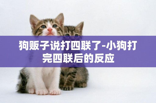 狗販子說打四聯了-小狗打完四聯后的反應