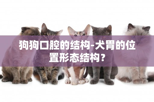 狗狗口腔的結構-犬胃的位置形態結構？