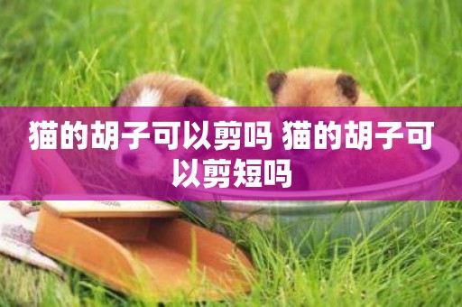 貓的胡子可以剪嗎 貓的胡子可以剪短嗎