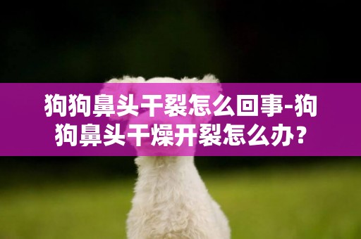狗狗鼻頭干裂怎么回事-狗狗鼻頭干燥開裂怎么辦？