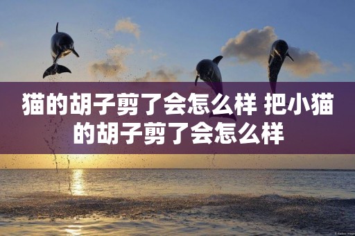 貓的胡子剪了會怎么樣 把小貓的胡子剪了會怎么樣