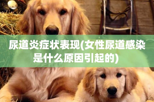 尿道炎癥狀表現(女性尿道感染是什么原因引起的) 