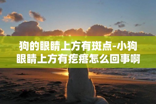 狗的眼睛上方有斑點-小狗眼睛上方有疙瘩怎么回事啊？