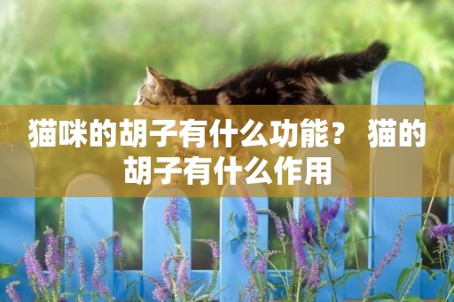 貓咪的胡子有什么功能？ 貓的胡子有什么作用