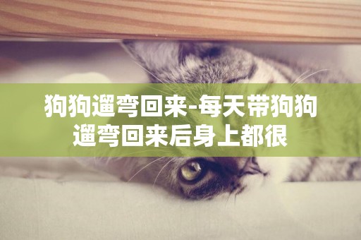 狗狗遛彎回來-每天帶狗狗遛彎回來后身上都很