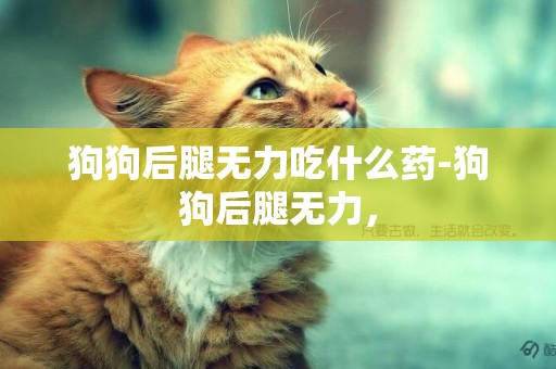狗狗后腿無力吃什么藥-狗狗后腿無力，