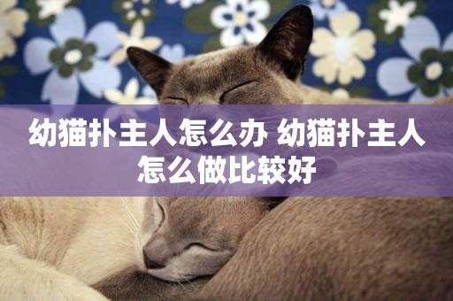 幼貓撲主人怎么辦 幼貓撲主人怎么做比較好