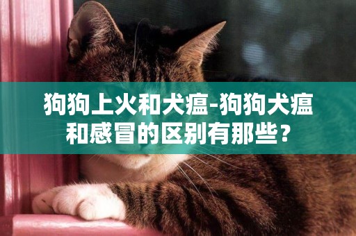狗狗上火和犬瘟-狗狗犬瘟和感冒的區別有那些？