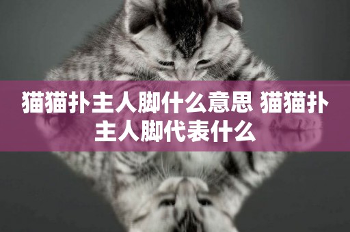 貓貓撲主人腳什么意思 貓貓撲主人腳代表什么