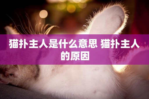 貓撲主人是什么意思 貓撲主人的原因