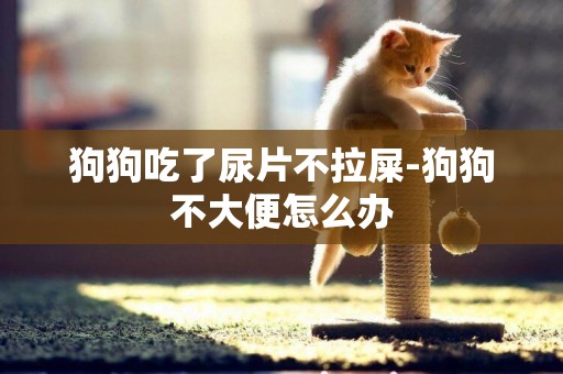 狗狗吃了尿片不拉屎-狗狗不大便怎么辦
