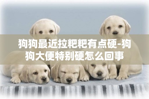 狗狗最近拉粑粑有點硬-狗狗大便特別硬怎么回事