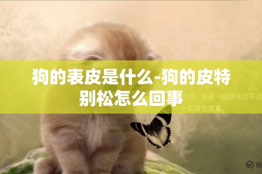 狗的表皮是什么-狗的皮特別松怎么回事
