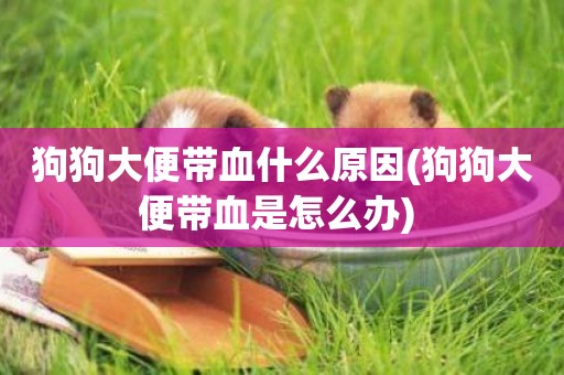 狗狗大便帶血什么原因(狗狗大便帶血是怎么辦) 