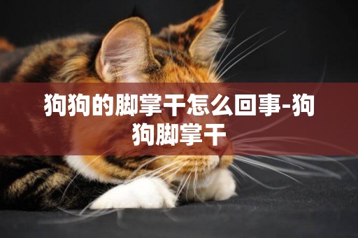 狗狗的腳掌干怎么回事-狗狗腳掌干