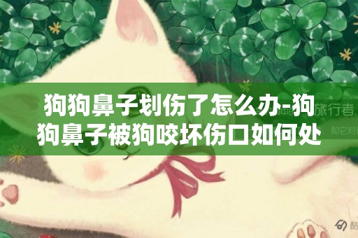 狗狗鼻子劃傷了怎么辦-狗狗鼻子被狗咬壞傷口如何處理