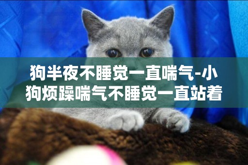 狗半夜不睡覺一直喘氣-小狗煩躁喘氣不睡覺一直站著怎么回事
