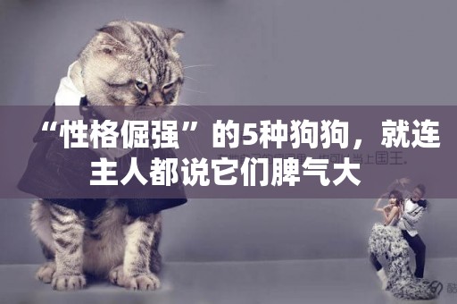 “性格倔強”的5種狗狗，就連主人都說它們脾氣大 