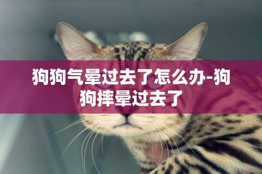 狗狗氣暈過去了怎么辦-狗狗摔暈過去了