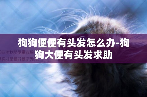 狗狗便便有頭發怎么辦-狗狗大便有頭發求助