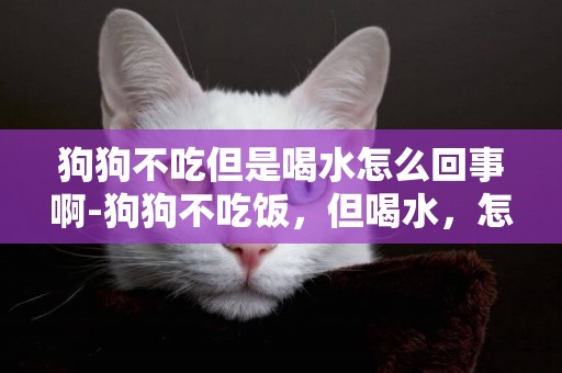 狗狗不吃但是喝水怎么回事啊-狗狗不吃飯，但喝水，怎么回事