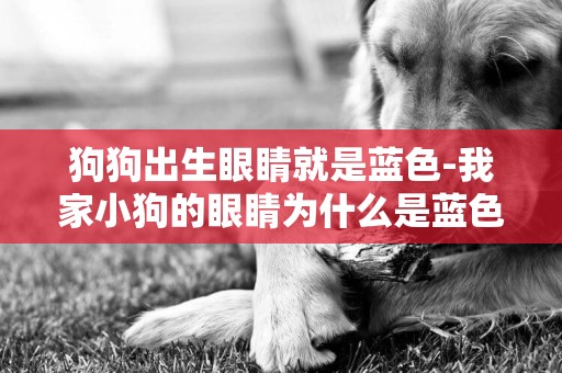 狗狗出生眼睛就是藍色-我家小狗的眼睛為什么是藍色？