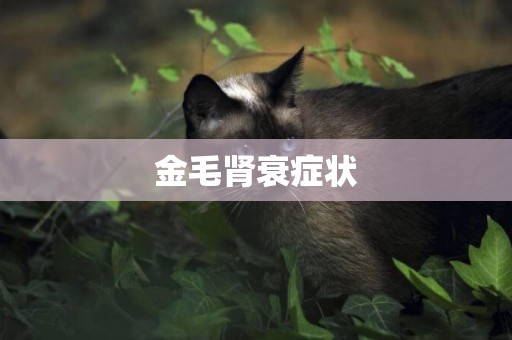 金毛腎衰癥狀