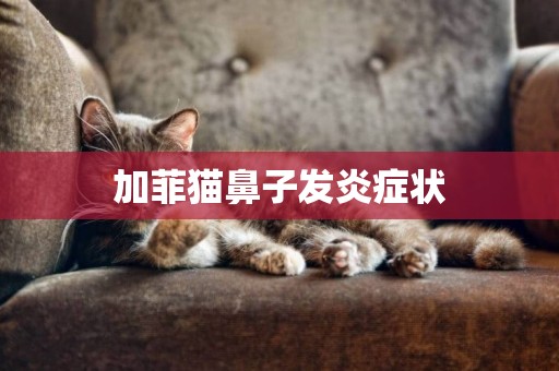 加菲貓鼻子發炎癥狀
