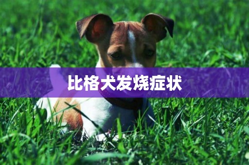 比格犬發燒癥狀