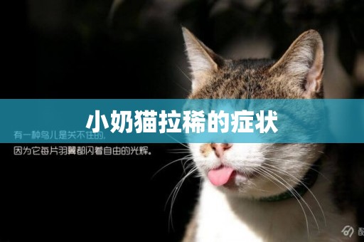 小奶貓拉稀的癥狀