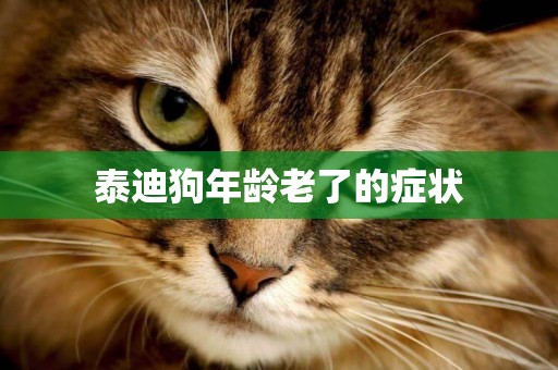 泰迪狗年齡老了的癥狀