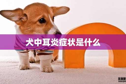 犬中耳炎癥狀是什么