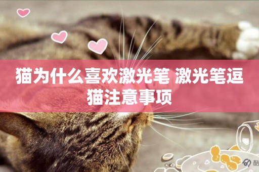 貓為什么喜歡激光筆 激光筆逗貓注意事項