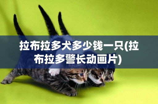 拉布拉多犬多少錢一只(拉布拉多警長動畫片) 