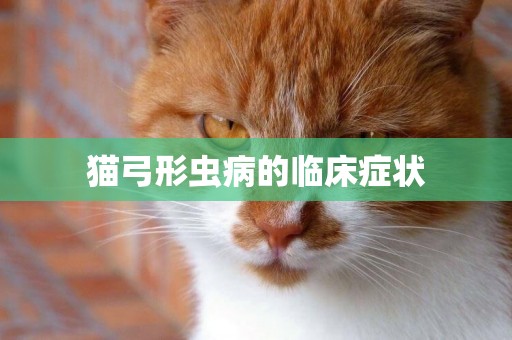 貓弓形蟲病的臨床癥狀