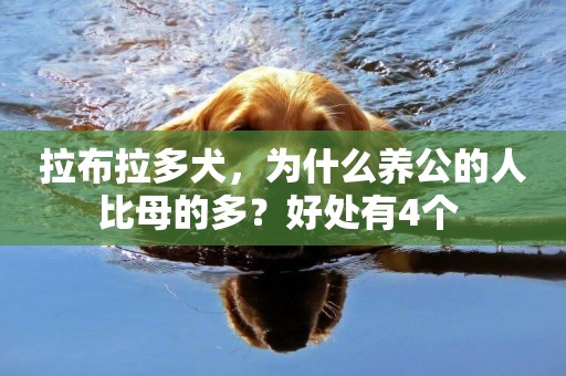 拉布拉多犬，為什么養公的人比母的多？好處有4個 