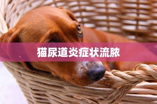 貓尿道炎癥狀流膿