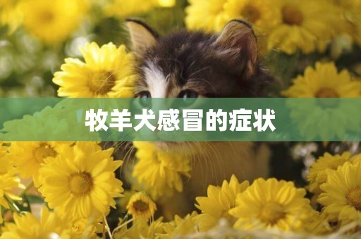 牧羊犬感冒的癥狀