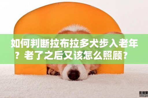 如何判斷拉布拉多犬步入老年？老了之后又該怎么照顧？ 