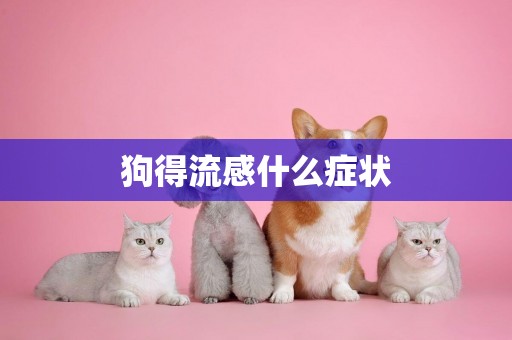 狗得流感什么癥狀