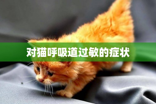 對貓呼吸道過敏的癥狀