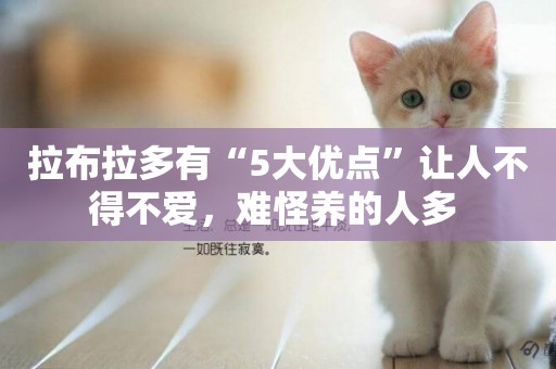 拉布拉多有“5大優點”讓人不得不愛，難怪養的人多 
