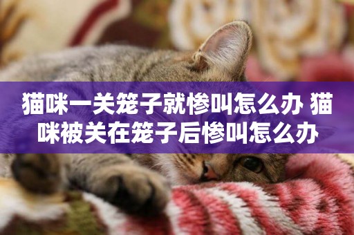 貓咪一關籠子就慘叫怎么辦 貓咪被關在籠子后慘叫怎么辦