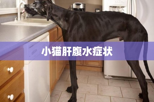 小貓肝腹水癥狀