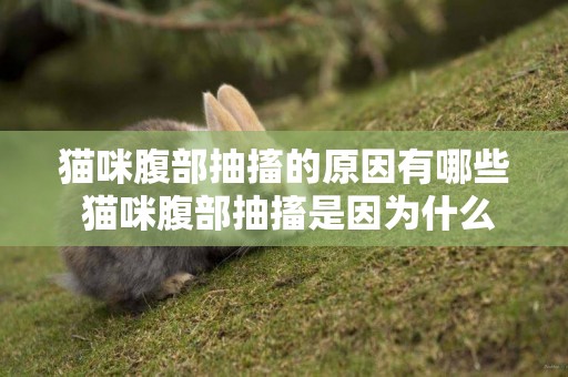 貓咪腹部抽搐的原因有哪些 貓咪腹部抽搐是因為什么原因
