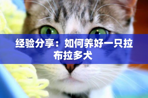 經驗分享：如何養好一只拉布拉多犬 