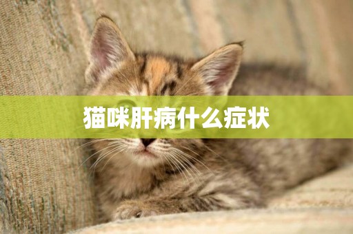 貓咪肝病什么癥狀