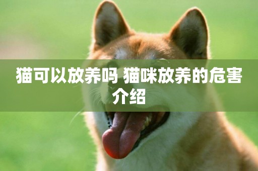 貓可以放養嗎 貓咪放養的危害介紹